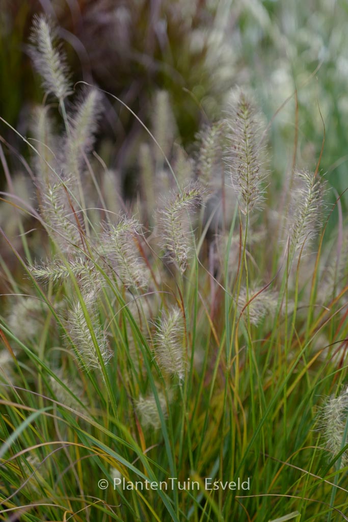 Pennisetum alopecuroides ‚Burgundy Bunny‘