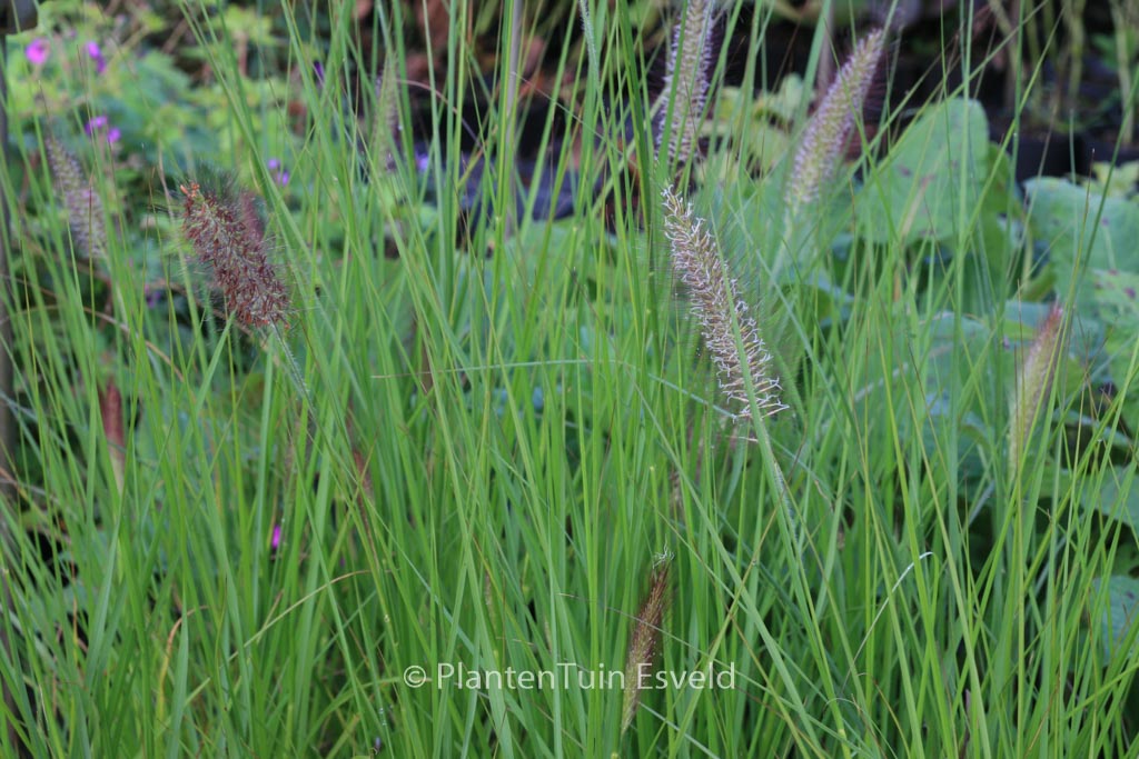 Pennisetum alopecuroides ‚Cassian‘
