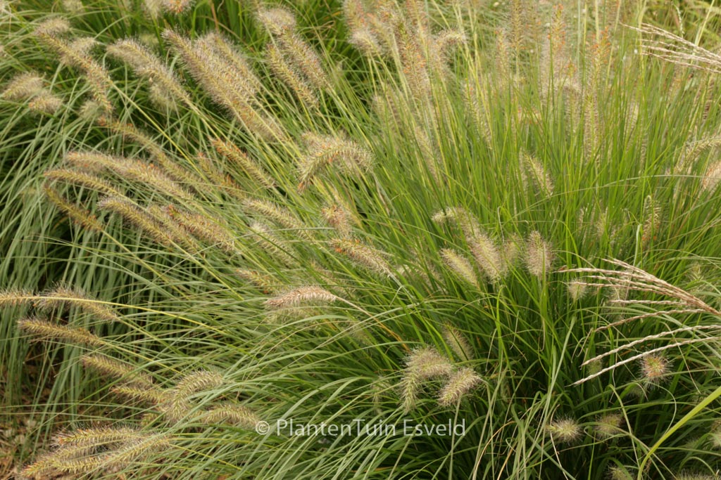 Pennisetum alopecuroides ‚Gelbstiel‘