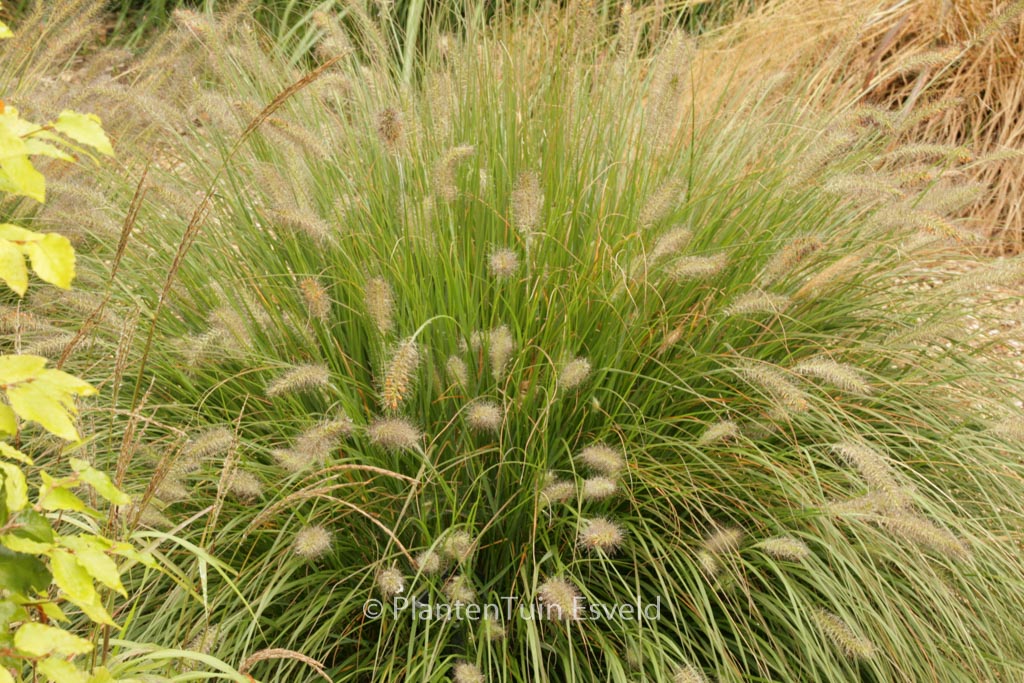 Pennisetum alopecuroides ‚Hameln‘