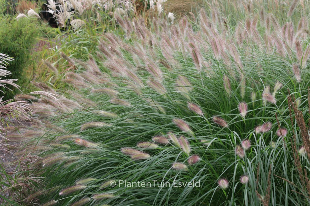 Pennisetum alopecuroides ‚Herbstzauber‘