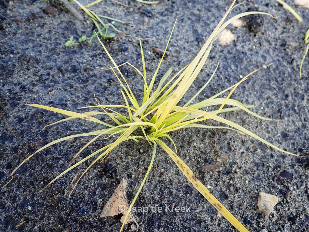 Pennisetum alopecuroides ‚JS Jommenik‘