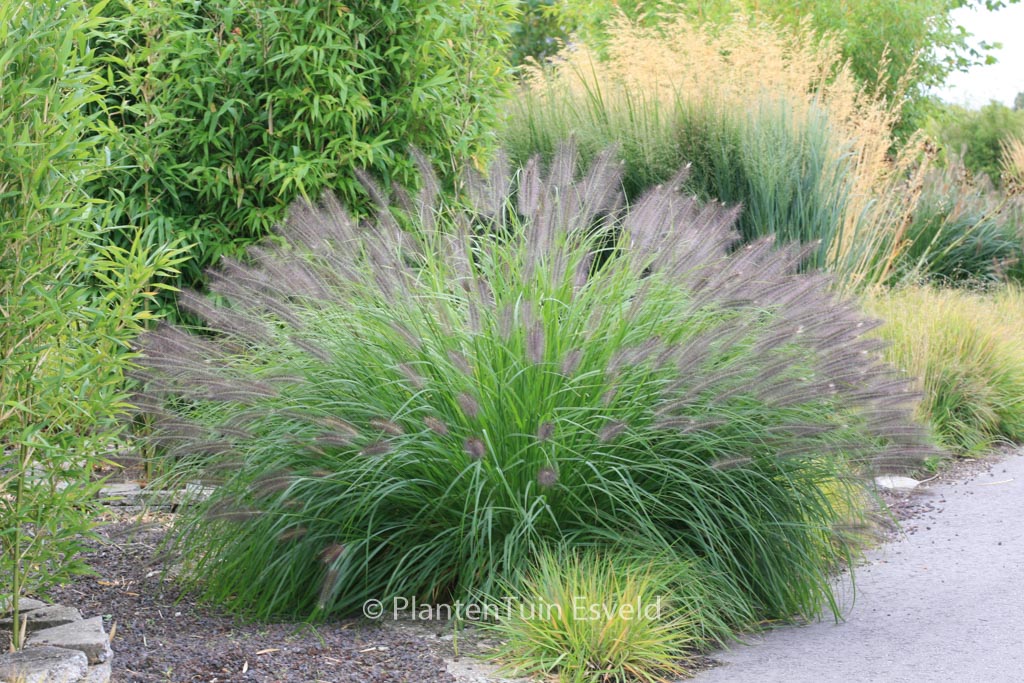 Pennisetum alopecuroides ‚Japonicum‘