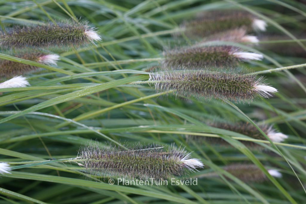 Pennisetum alopecuroides ‚Magic‘
