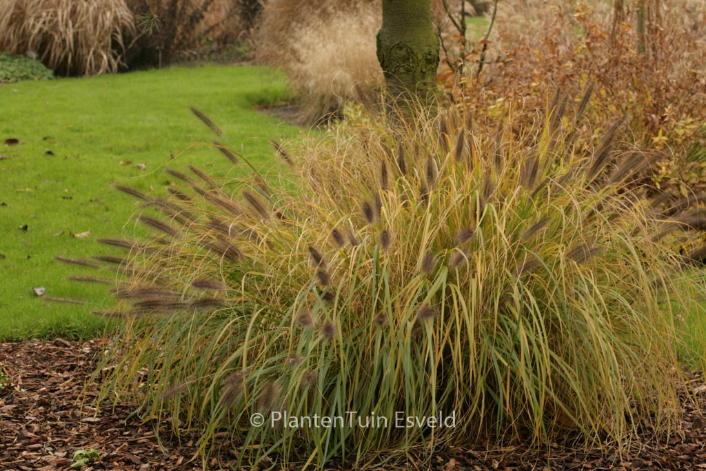 Pennisetum alopecuroides ‚Moudry‘