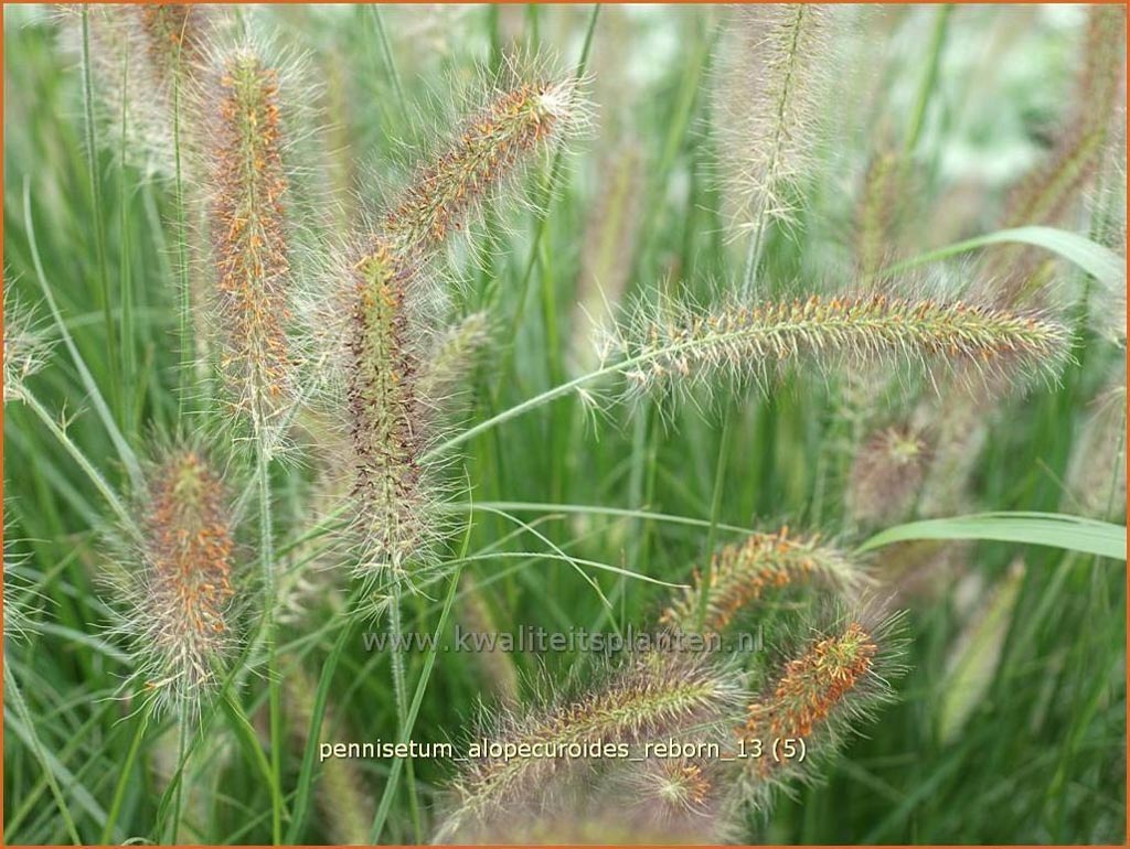 Pennisetum alopecuroides ‚Reborn‘