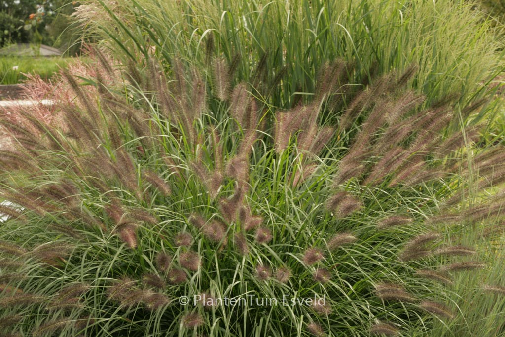 Pennisetum alopecuroides ‚Redhead‘