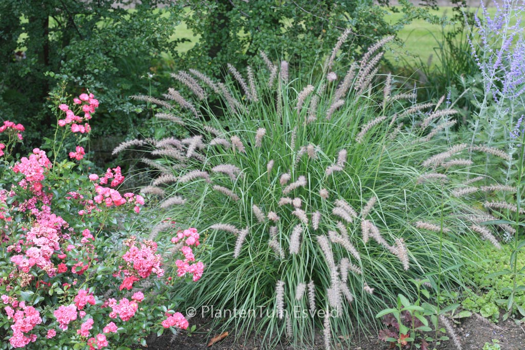 Pennisetum alopecuroides