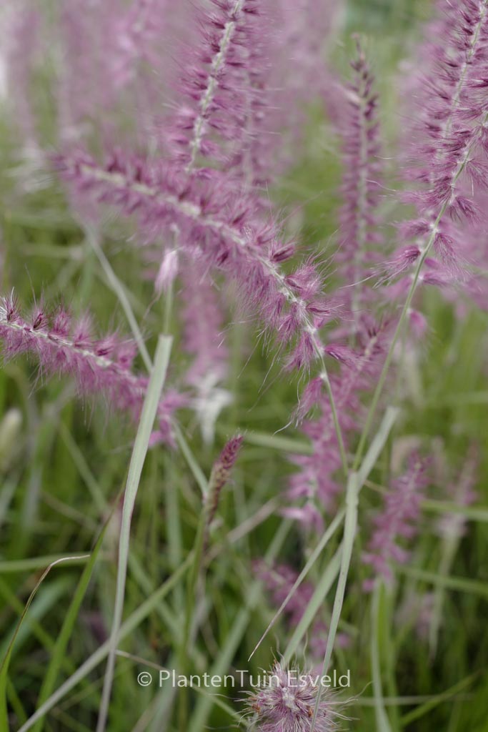 Pennisetum orientale ‚Flamingo‘