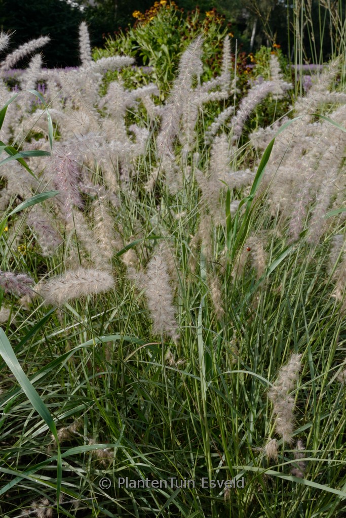 Pennisetum orientale ‚JS Dance With Me‘