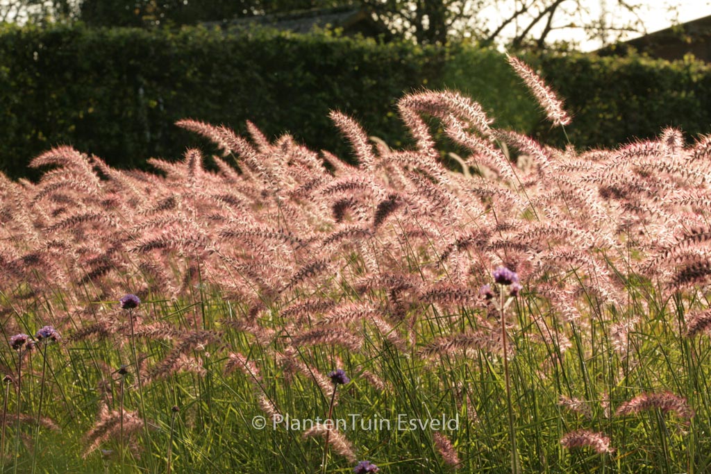 Pennisetum orientale ‚Karley Rose‘