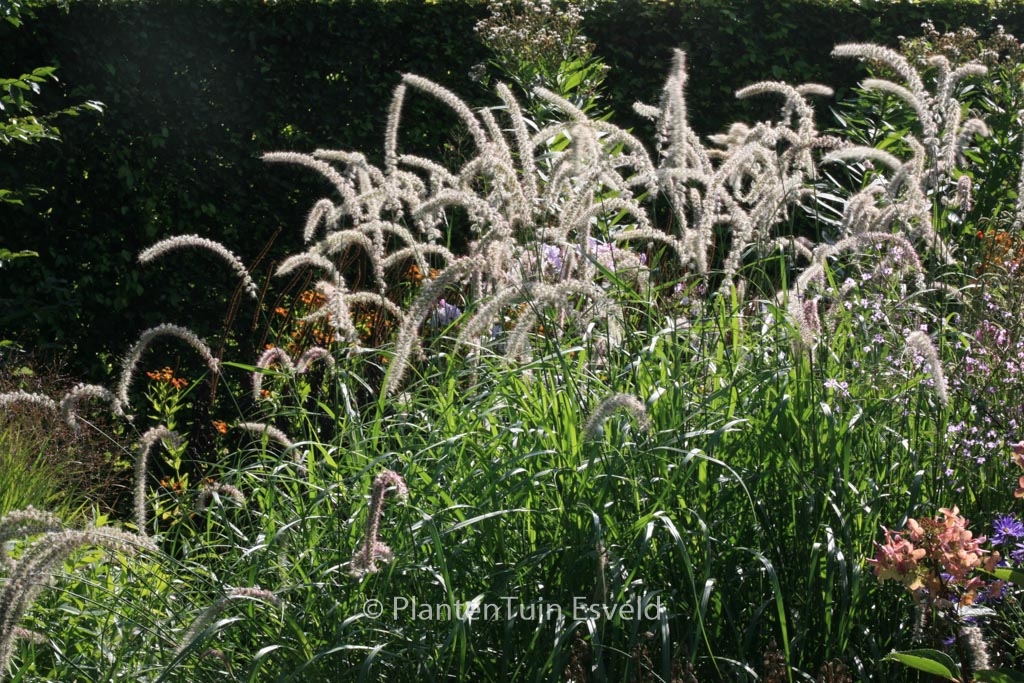 Pennisetum orientale ‚Tall Tails‘