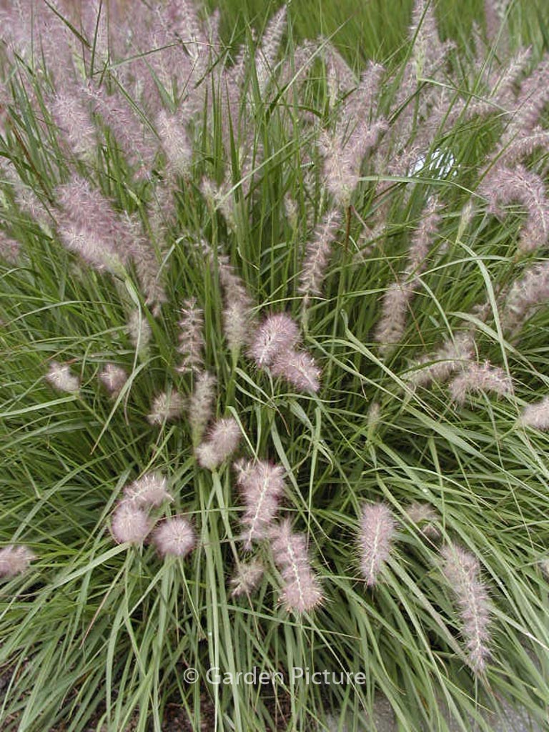 Pennisetum orientale