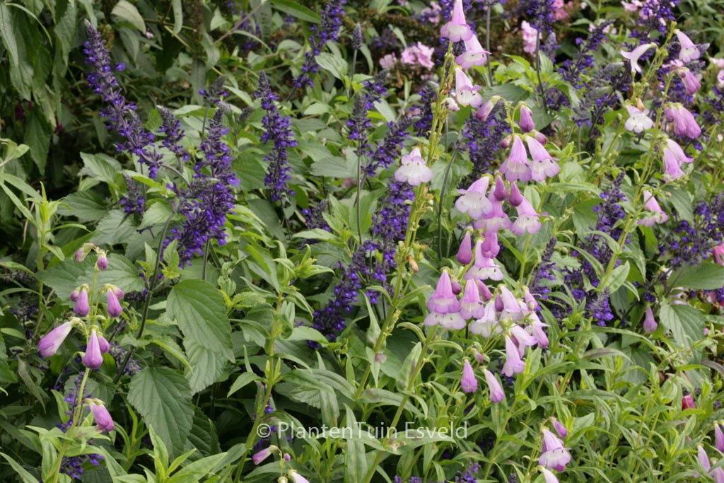 Penstemon ‚Alice Hindley‘