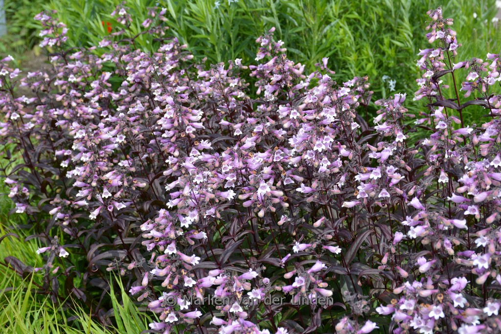 Penstemon ‚Dark Towers‘