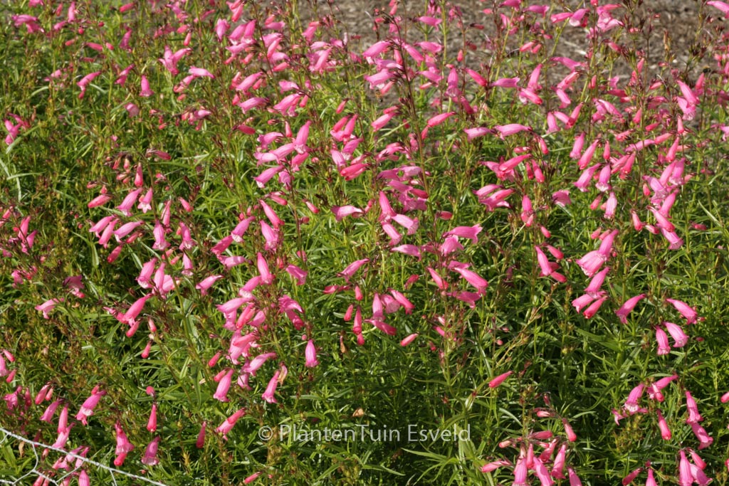 Penstemon ‚Evelyn‘