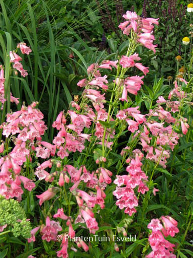 Penstemon ‚Hidcote Pink‘