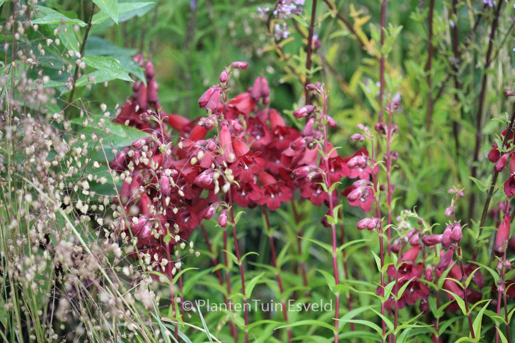Penstemon ‚Rich Ruby‘