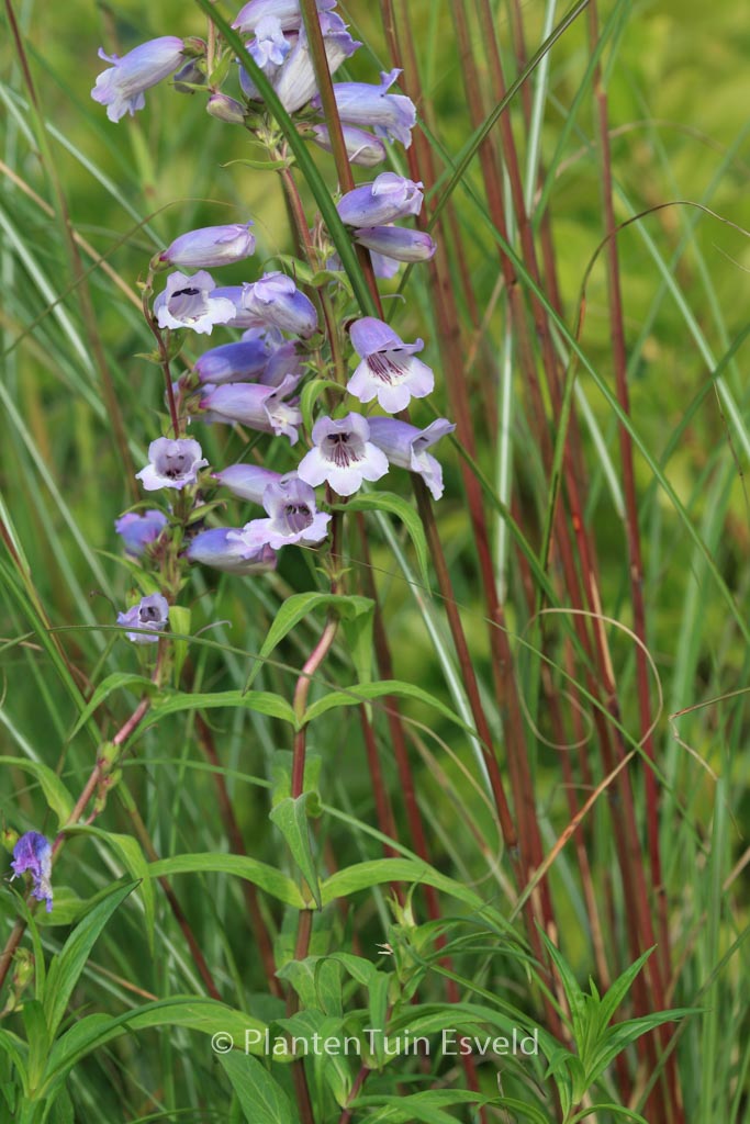 Penstemon ‚Sour Grapes‘