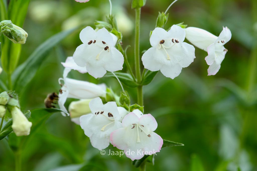 Penstemon ‚White Bedder‘