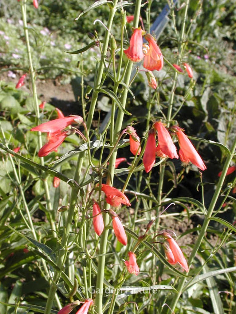 Penstemon barbatus ‚Coccineus‘