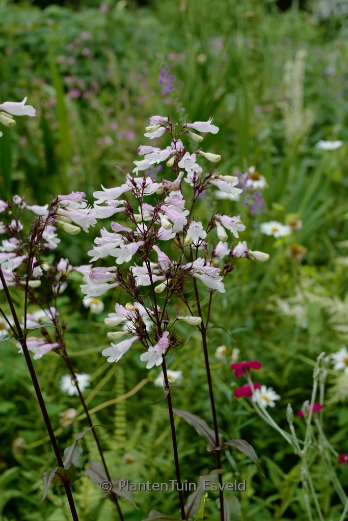 Penstemon digitalis ‚Husker Red‘