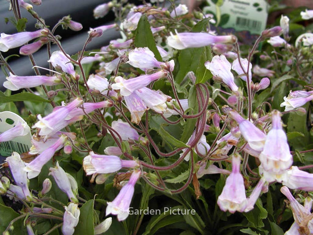 Penstemon hirsutus ‚Pygmaeus‘
