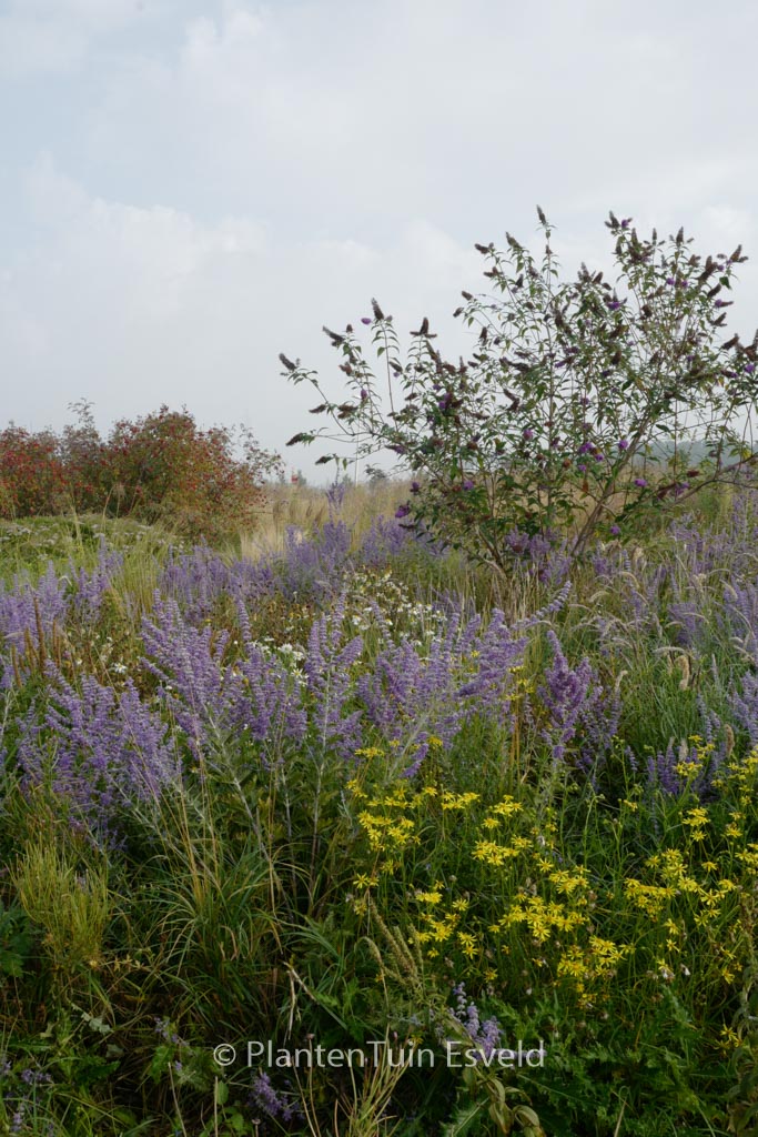 Perovskia ‚Blue Spire‘