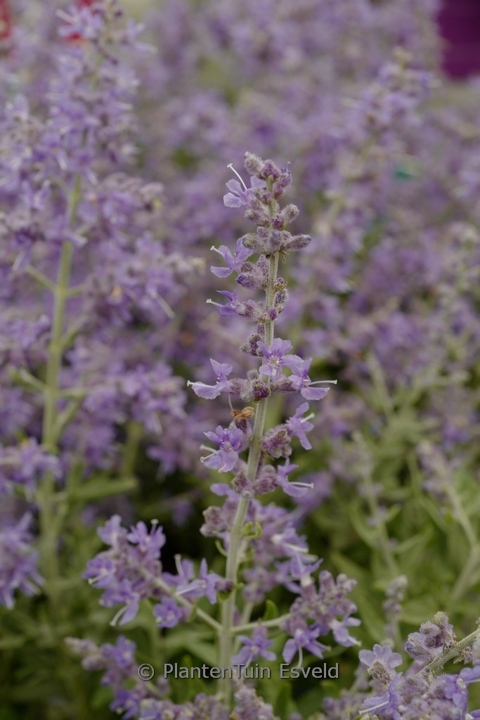 Perovskia atriplicifolia ‚Bluesette‘