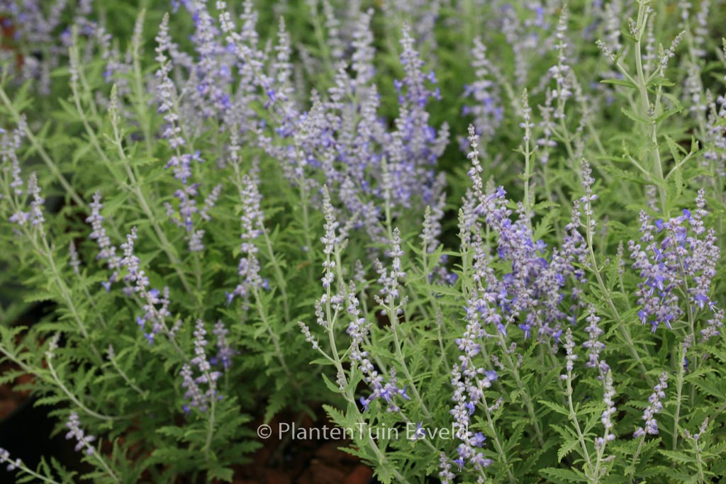 Perovskia atriplicifolia ‚Lisslitt‘ (LACEY BLUE)