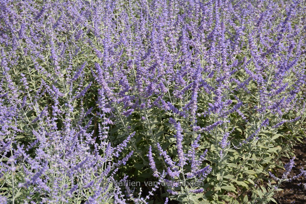 Perovskia atriplicifolia ‚Lissvery‘ (SILVERY BLUE)