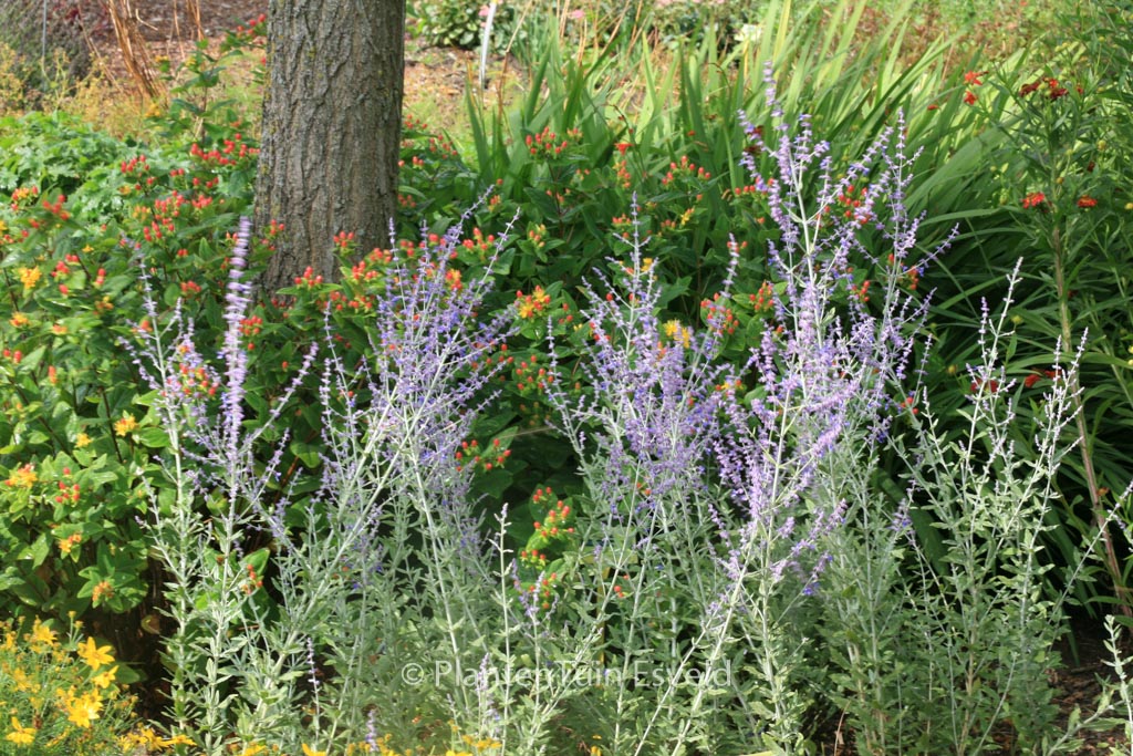 Perovskia atriplicifolia ‚Little Spire‘