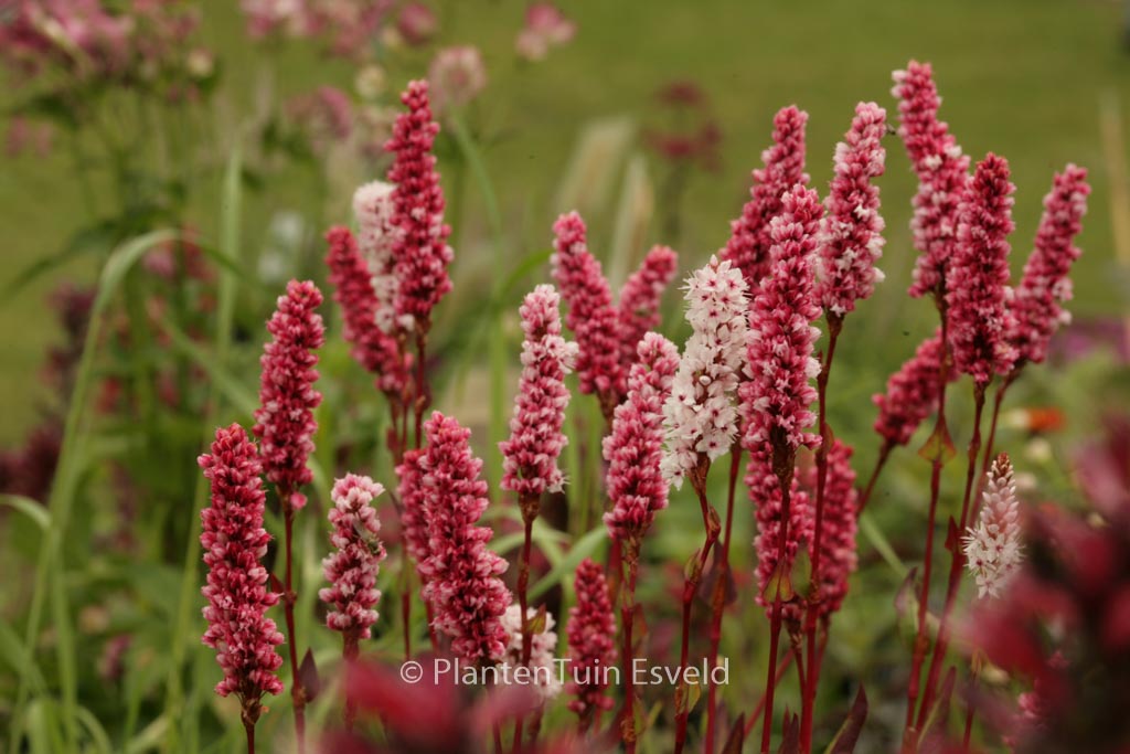 Persicaria affinis ‚Darjeeling Red‘