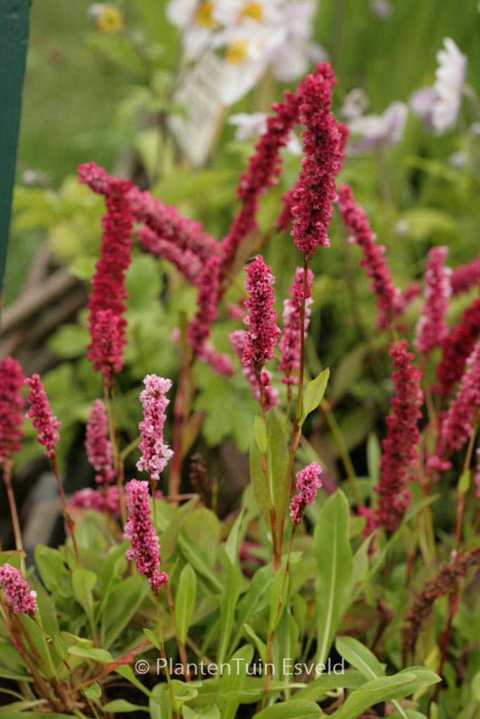 Persicaria affinis ‚Donald Lowndes‘