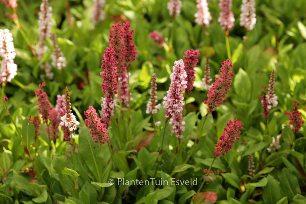 Persicaria affinis ‚Kabouter‘