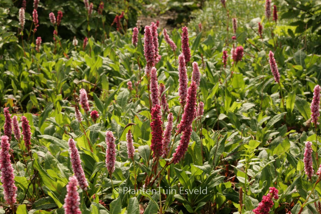 Persicaria affinis ‚Superba‘