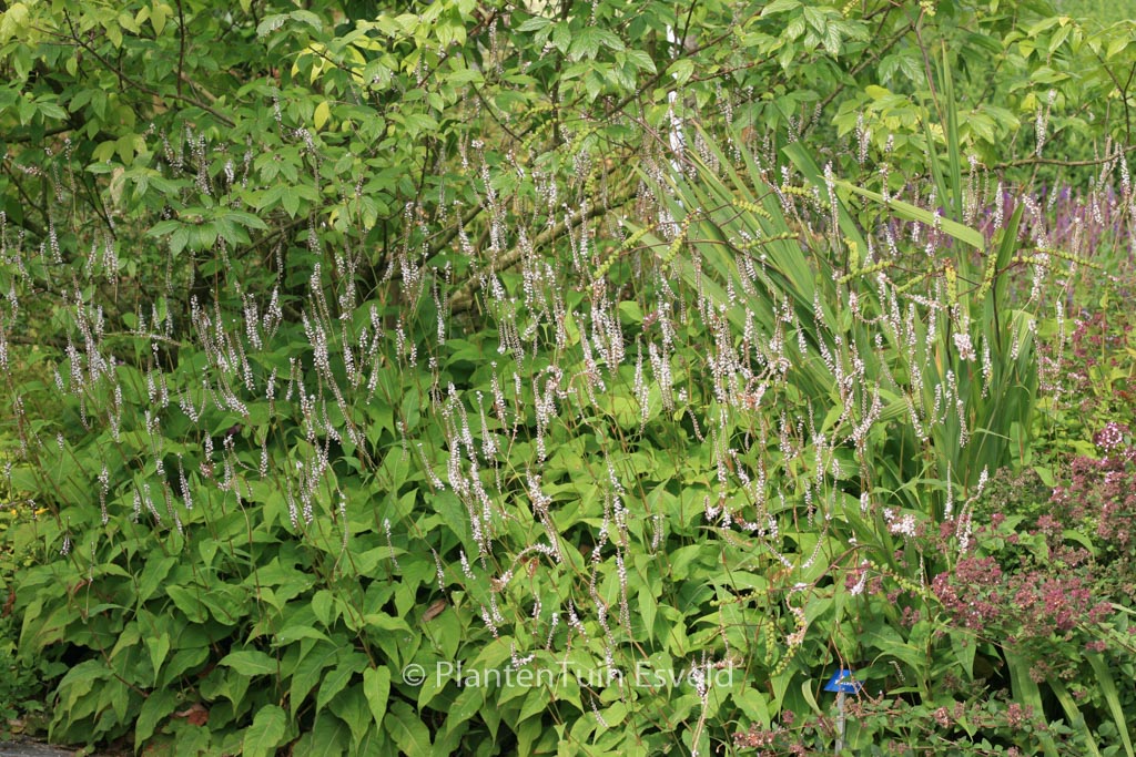 Persicaria amplexicaulis ‚Alba‘