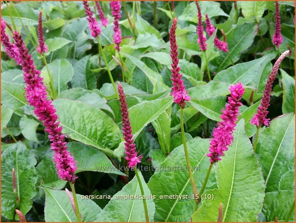 Persicaria amplexicaulis ‚Amethyst‘