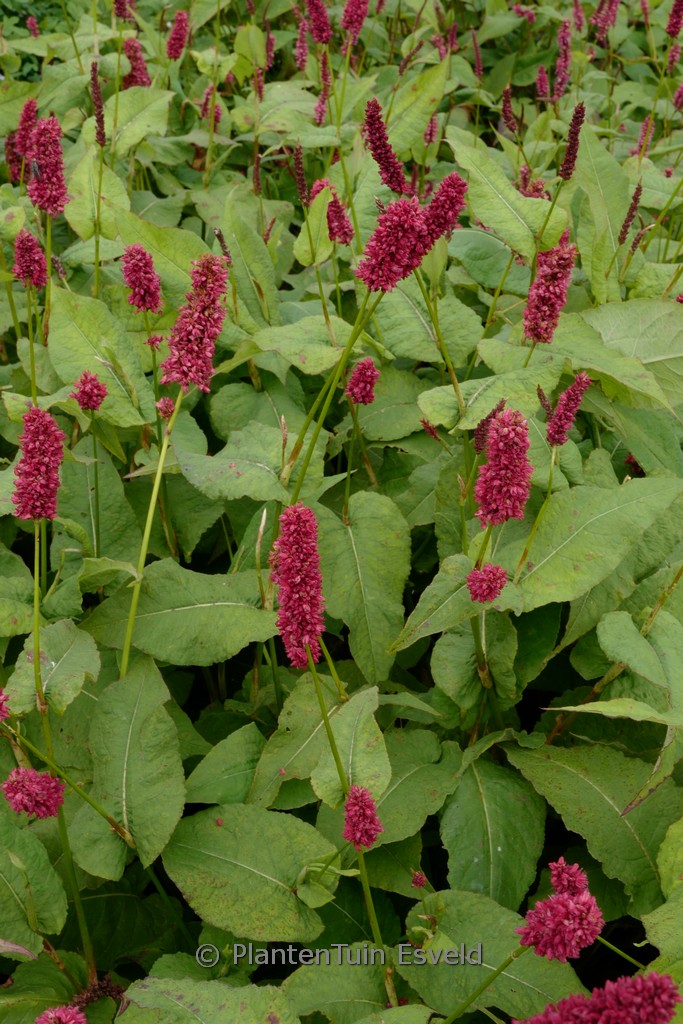 Persicaria amplexicaulis ‚Black Adder‘