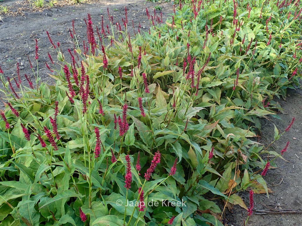 Persicaria amplexicaulis ‚Dark Red‘
