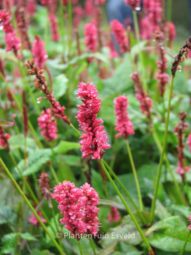 Persicaria amplexicaulis ‚Delgado Macho‘
