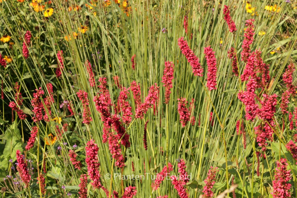 Persicaria amplexicaulis ‚Dikke Floskes‘