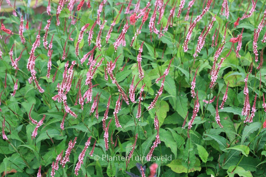Persicaria amplexicaulis ‚Fascination‘