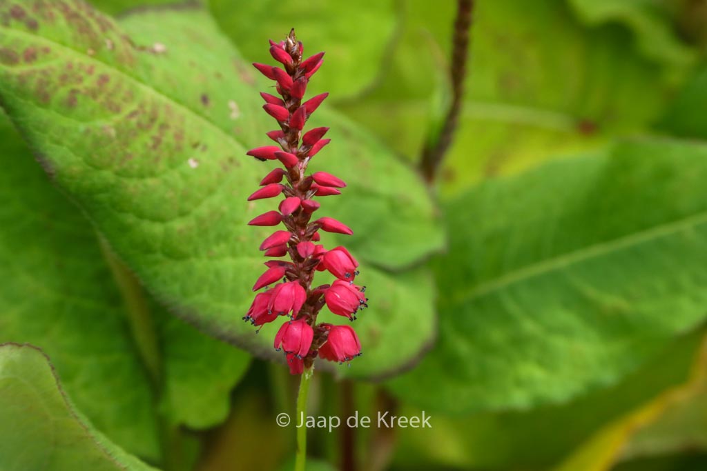 Persicaria amplexicaulis ‚Firedance‘