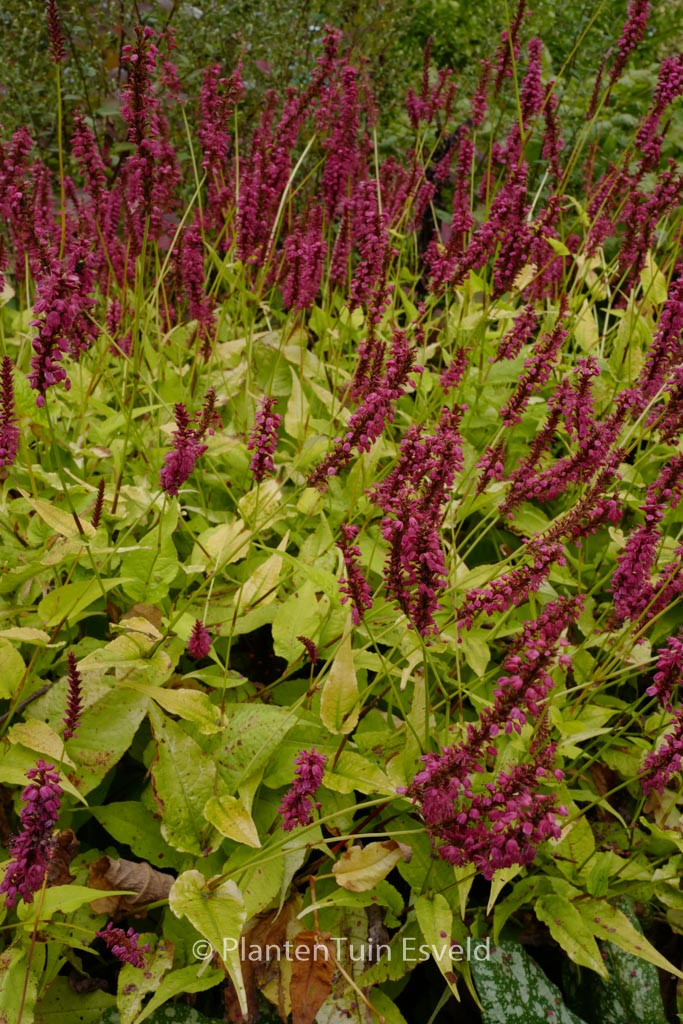 Persicaria amplexicaulis ‚Golden Arrow‘