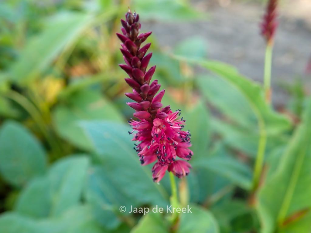 Persicaria amplexicaulis ‚Heutinck‘