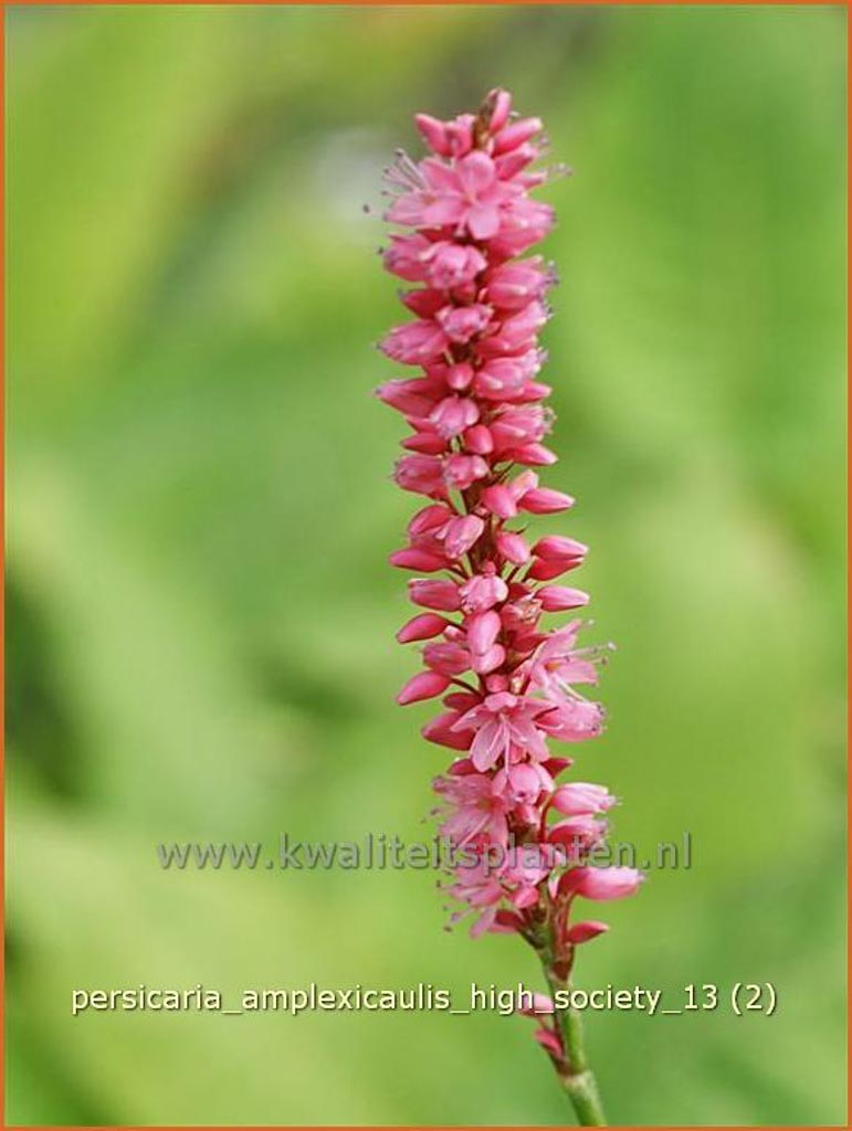 Persicaria amplexicaulis ‚High Society‘