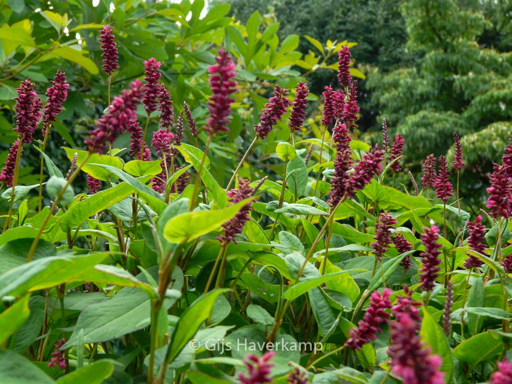Persicaria amplexicaulis ‚Inverleith‘