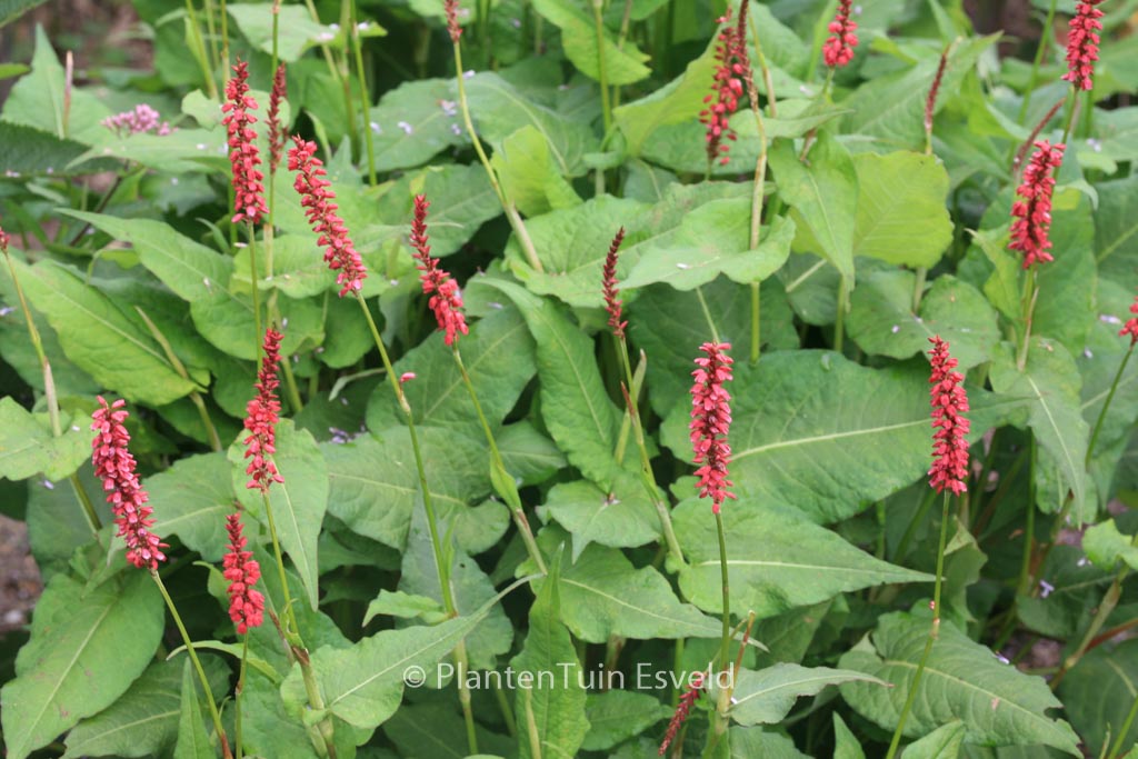 Persicaria amplexicaulis ‚JS Caliente‘