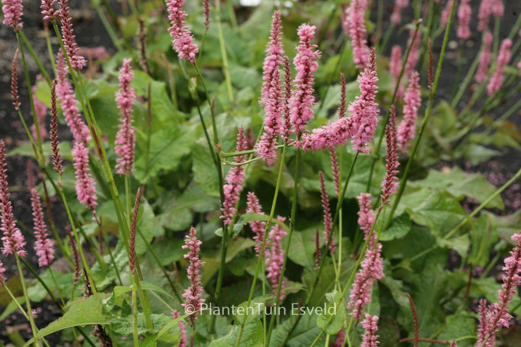 Persicaria amplexicaulis ‚Jo and Guido’s Form